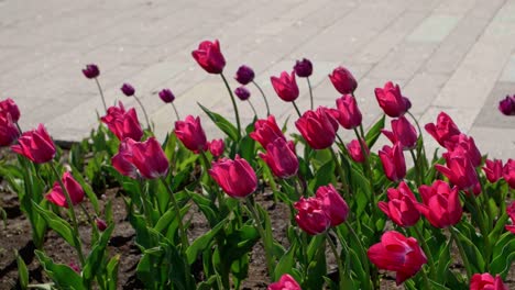 Tulpen,-Die-Im-Wind-Zittern,-Mit-Kachelhintergrund-In-Einem-Verschwommenen-Hintergrund