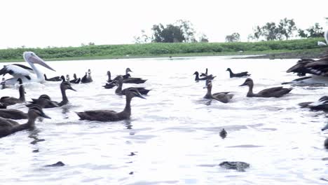 Pelicans-and-ducks-swimming-around-in-lagoon
