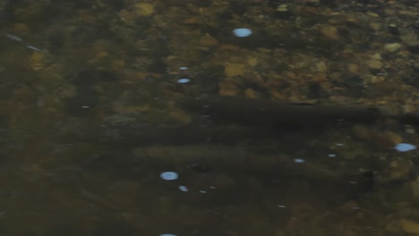 Salmon-spawning-in-shallow-Latvian-rivers