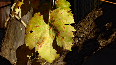 Grünes-Herbstliches-Ahornblatt,-Das-Draußen-Im-Garten-Braun-Wird
