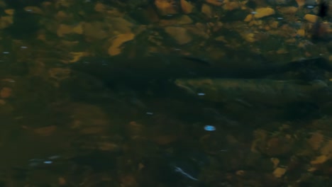 Salmon-spawning-in-shallow-Latvian-rivers