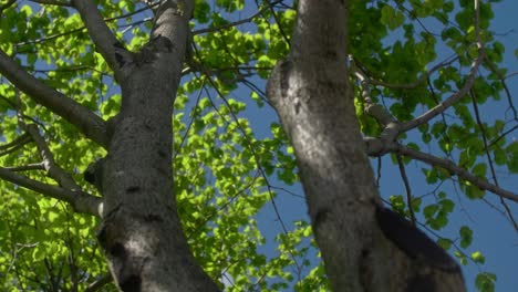 Baum-Nahaufnahme-Auf-Rinde-Und-Verschwommene-Blätter-Im-Hintergrund