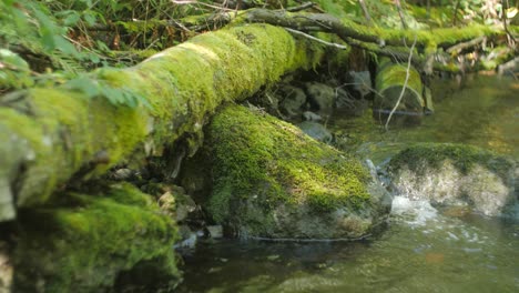 Fallen-tree-with-moss-and-running-stream-of-water-in-a-forest