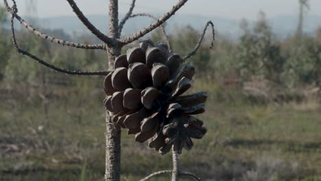 Tree-Cone-in-the-woods