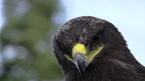 Eagle,-hawk-close-up-with-a-honorable-face-of-American-flag