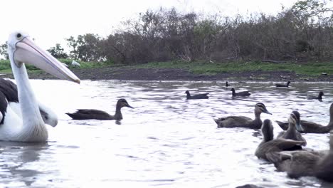 Pelícanos-Y-Patos-Nadando-En-La-Laguna