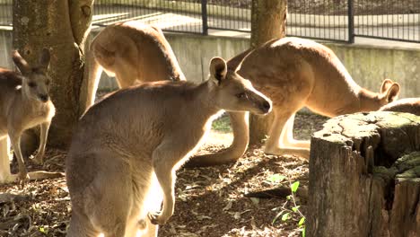 Group-of-Australian-Kangaroos-in-captivity
