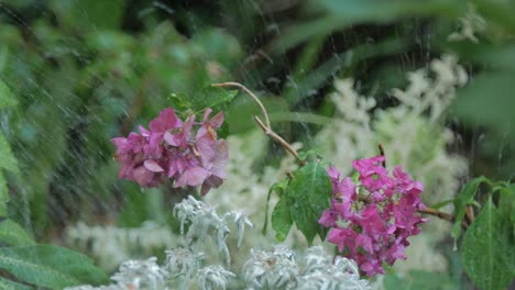 Stationäre-Aufnahme-Eines-Gepflegten-Gartens-Und-Blumen,-Die-Am-Frühen-Morgen-Von-Sprinkleranlagen-Bewässert-Werden