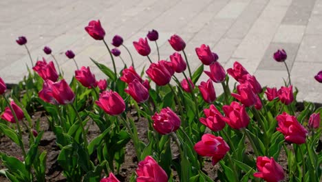 Tulips-shaking-in-a-wind-with-tile-background-in-a-blurry-background