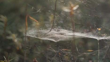 Spinnennetz-Auf-Stöcken-In-Einem-Riesigen-Waldhaus-Des-Insekten-Nationalparks-In-Finnland