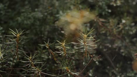 Forest-close-up-plants-in-a-dreamy-look-and-blurry-background