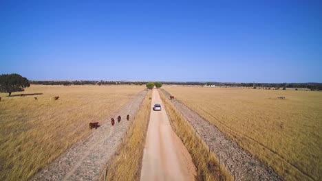 Drone-shot-of-a-silver-car-driving-on-a-dusty-track-in-la-Mancha-in-Spain,-summer-time,-mid-day,-sun