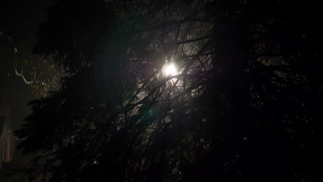 Light-rays-shine-through-a-creepy-tree-at-night
