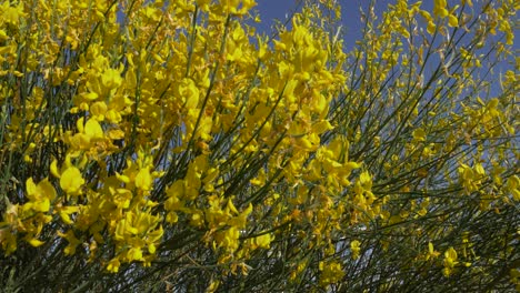 yellow-flowers-with-blue-skies