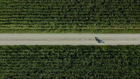 A-sportive-man-is-riding-a-bike-in-between-a-growing-field-of-corn-as-top-down-shot-from-a-drone