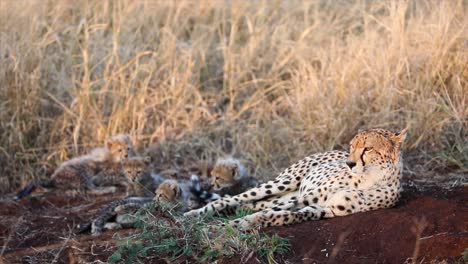 Adorable-fuzzy-cheetah-cubs-play-next-to-mom-on-morning-gold-savanna