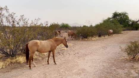 Eine-Kleine-Herde-Wildpferde-Weidet-In-Der-Sonora-Wüste-In-Der-Nähe-Von-Scottsdale,-Arizona