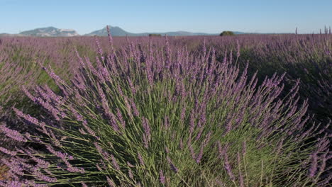 Lavender-row-field-blooming-purple-flowers-at-summer-closeup