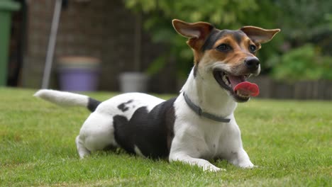 Close-up-shot-of-sweet-excited-young-jack-Russel-terrier-resting-on-grass-in-garden