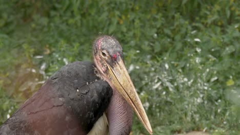 Marabou-Stork-looking-around-on-a-green-grass-field