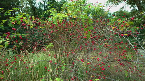 Bush-with-red-dogrose-berries-growing-in-forestry-in-Germany,Europe---static-medium-shot