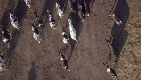 Herd-of-Cows-Running-on-Dusty-Farmland