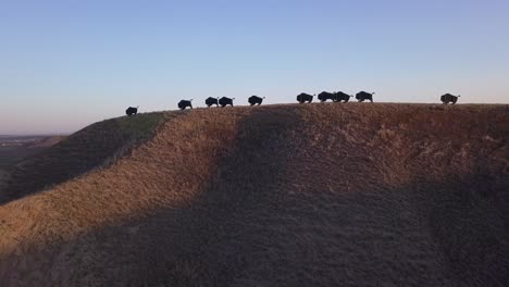 orbiting-aerial-of-buffalo-bison-art-on-hill-over-river-valley,-dawn