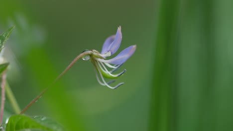 Beautiful-little-purple-flower-in-the-middle-of-the-weeds