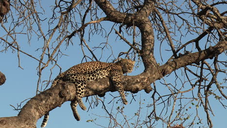 Leopard-Ruht-Auf-Ast-Im-Sonnenlicht-Mit-Blauem-Himmel-Im-Hintergrund