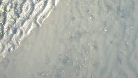 A-group-of-little-fish-swimming-in-the-same-direction-in-a-puddle-of-sandy-and-muddy-water-tidal-flat-at-Gaomei-wetlands-preservation-area,-Taichung,-Taiwan