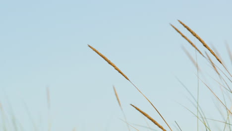 Golden-Feather-Reed-Grass-dancing-in-the-wind--Close-up