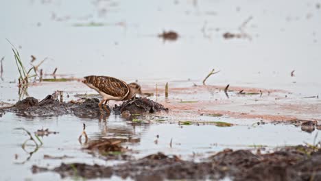 Greater-Painted-snipe,-Rostratula-benghalensis,-Thailand