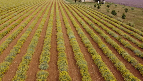 Helichrysum-Italicum-or-curry-plant-agriculture-cultivation-aerial-view