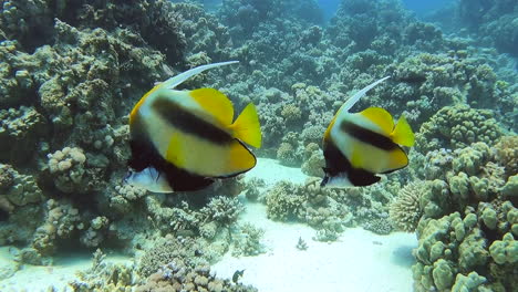 Two-Pennant-Coralfish,-or-Heniochus-Acuminatus,-swim-along-coral-reef