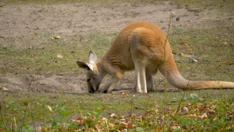 Rotes-Riesenkänguru,-Das-Auf-Der-Suche-Nach-Wasser-Ein-Loch-In-Den-Boden-Gräbt