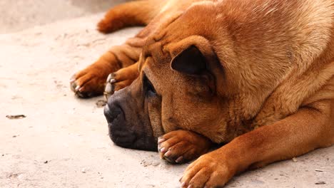 Close-up-Of-A-Brown-Shar-Pei-Dog-Lying-And-Sleeping-On-The-Floor