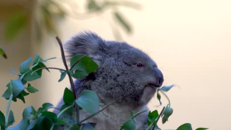 Nahaufnahme-Von-Koala,-Der-Eukalyptusblatt-Isst---Lustiges-Tier