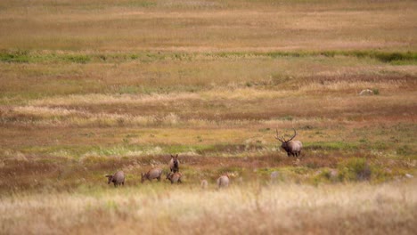 Bull-elk-during-the-elk-rut-of-Fall-2021-in-Estes-Park,-Colorado