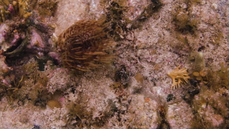Eine-Einsame-Seeanemone,-Die-Tentakel-In-Der-Meeresströmung-Schwingt