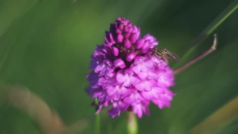 Una-Mosca-Se-Mueve-Lentamente-Y-Bebe-Néctar-En-Una-Flor-De-Orquídea