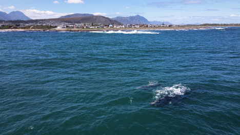 Right-whales-close-to-Hermanus-coastline,-brindled-calf,-drone-shot