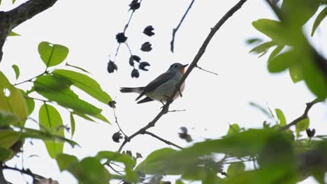 Seen-almost-silhouetting-while-perched-on-small-branch-looking-around-and-chirping