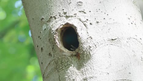 Woodpecker-chicks-waiting-to-be-fed,-ZOOM-IN-WITH-CAMERA-MOVEMENT