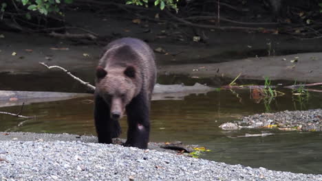 Grizzly-bear-walks-along-gravel-river-bank-looking-for-spawning-salmon