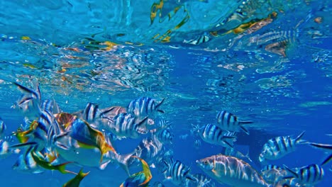 Diferentes-Especies-De-Peces-De-Arrecife-De-Coral-Nadando-Bajo-El-Agua-En-Un-Agua-Clara
