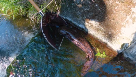 Japanese-Giant-Salamander-in-River,-being-captured-for-conservation