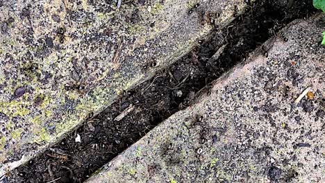 Hormigas-Negras-Energizando-Desde-El-Jardín-De-Ladrillos