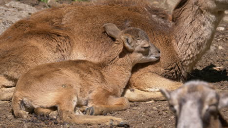 Close-up-shot-of-cute-young-fawn-resting-with-family-on-the-ground-during-sunny-day