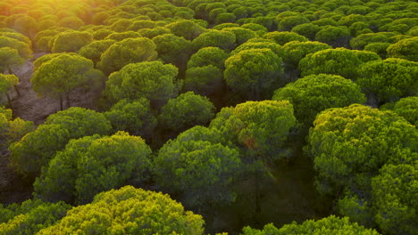 Aerial-close-up-view-of-Cartaya-Pine-Forest-in-Spain-at-sunset