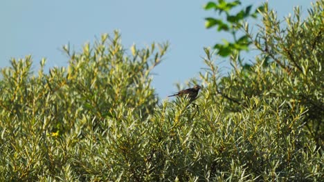 Female-Bluethroat-standing-on-treetop-branch,-Luscinia-Svecica,-Texel,-Netherlands